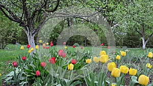 Tulips garden woman wet