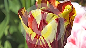 Tulips Gavota in Walled Gardens