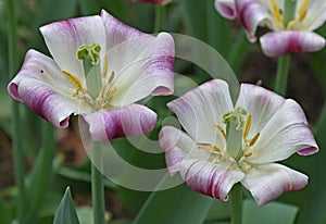 Tulips gesneriana photo