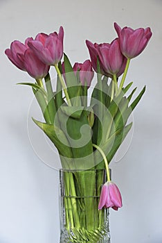 Tulips in a glass vase, one tulip drooping