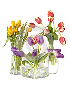 Tulips in glass vases still life