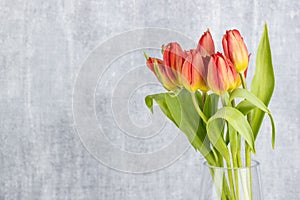 Tulips on gray background