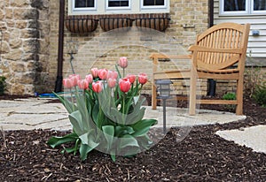 Front Yard Tulips and Bench