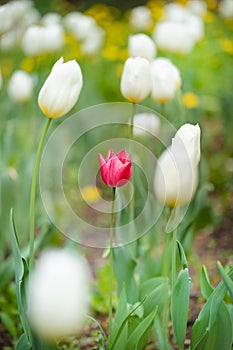 Tulips Grow In Flower Bed In Spring Close Up