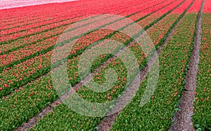 Tulips growing in a field near Keukenhof Gardens, Lisse, South Holland