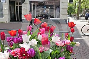 Tulips growing by Hooftstraat, luxury fashion shopping street in Amsterdam, Netherlands