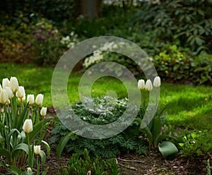 Tulips growing in a lush green backyard garden. Beautiful flowering plant blooming on the lawn. Pretty white flowers