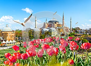 Tulips and Hagia Sophia photo