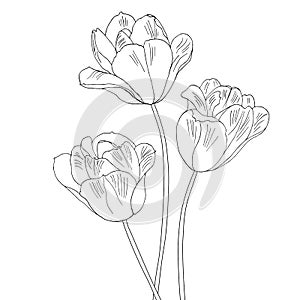 Tulips. Hand drawn vector illustration. Monochrome black and white ink sketch. Line art. Isolated on white background. Coloring