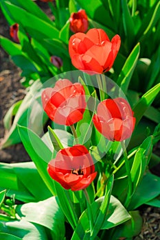 Tulips have opened their red buds in spring