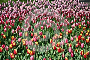 Tulips of Holland