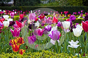 Tulips in Holland park, London