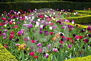 Tulips in Holland park, London photo