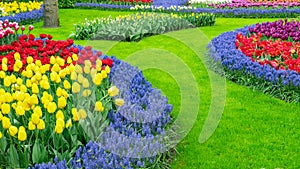 Tulips and hyacinths in the round flower beds close-up. Perfect lawn edge. Scenery photo with original circular flower beds in