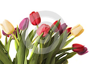 Tulipanes 