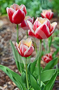 Tulips i ngarden