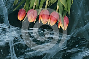 Tulips on Ice.