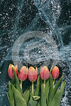 Tulips on Ice.
