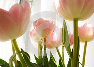 Tulips indoor decor