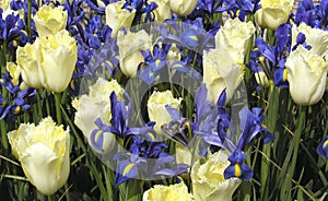 Tulips and Irises