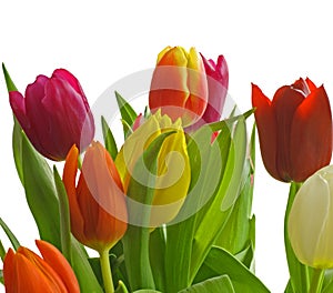 Tulips Isolated