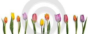 Tulips isolated on white background