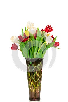 Tulips isolated on white background