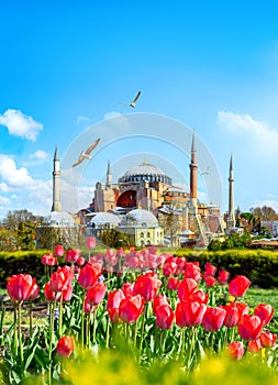 Tulips in Istanbul photo