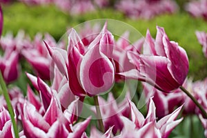 Tulips in Istanbul, Turkey.