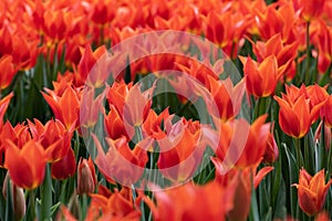 Tulips in Istanbul, Turkey.