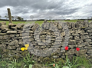 Tulips on, Jackson\'s Lane, on a late winters day in, Low Bradley, Yorkshire, UK