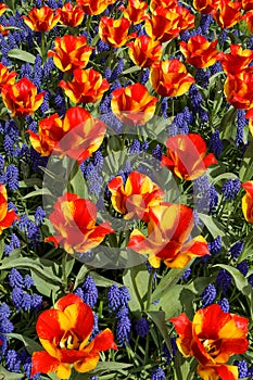 Tulips with jagged petals in the garden.