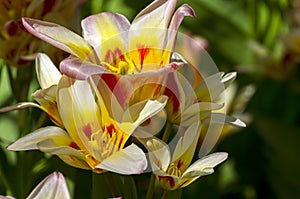 Tulips of the Kaufmanniana Floresta species.