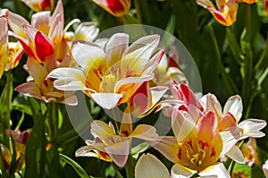 Tulips of the Kaufmanniana Floresta species.