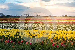 Tulips at Keukenhof gardens