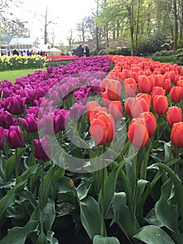 Colorful tulips at keukenhof park, Netherlands photo