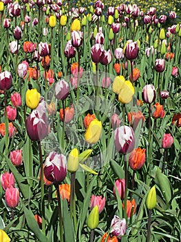 Colorful tulips at keukenhof park, Netherlands photo