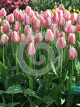 Colorful tulips at keukenhof park, Netherlands photo