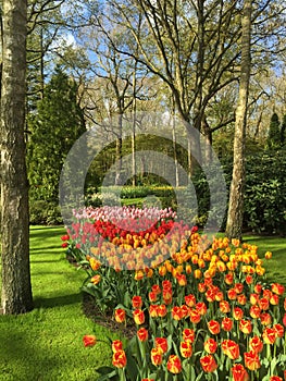 Colorful tulips at keukenhof park, Netherlands photo