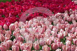 Tulips in the Keukenhof park.