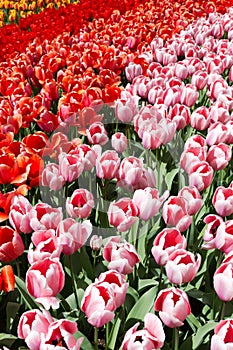 Tulips in the Keukenhof park