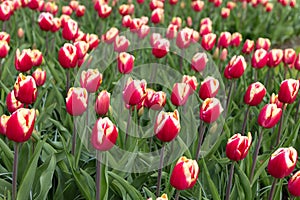 Tulips in the Keukenhof park.