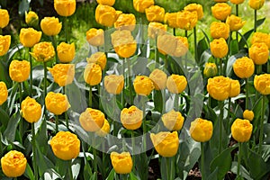 Tulips in the Keukenhof park, Lisse.