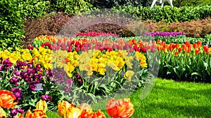 Tulips in Keukenhof Park, Netherlands. Multicolored tulip flowers in landscape design of parks, gardens. Flower beds of bulb