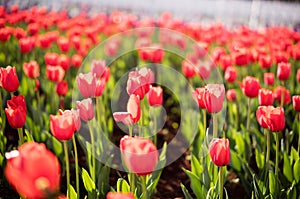 The tulips in kunmingï¼ŒChina