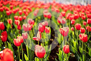 The tulips in kunmingï¼ŒChina