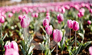 The tulips in kunmingï¼ŒChina