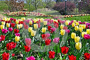 Tulips in Kurpark Oberlaa Vienna Austria spring