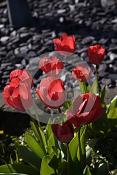 Tulips in a Lancashire Garden photo