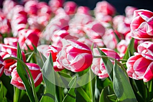 Tulips in the landscaping of the city.